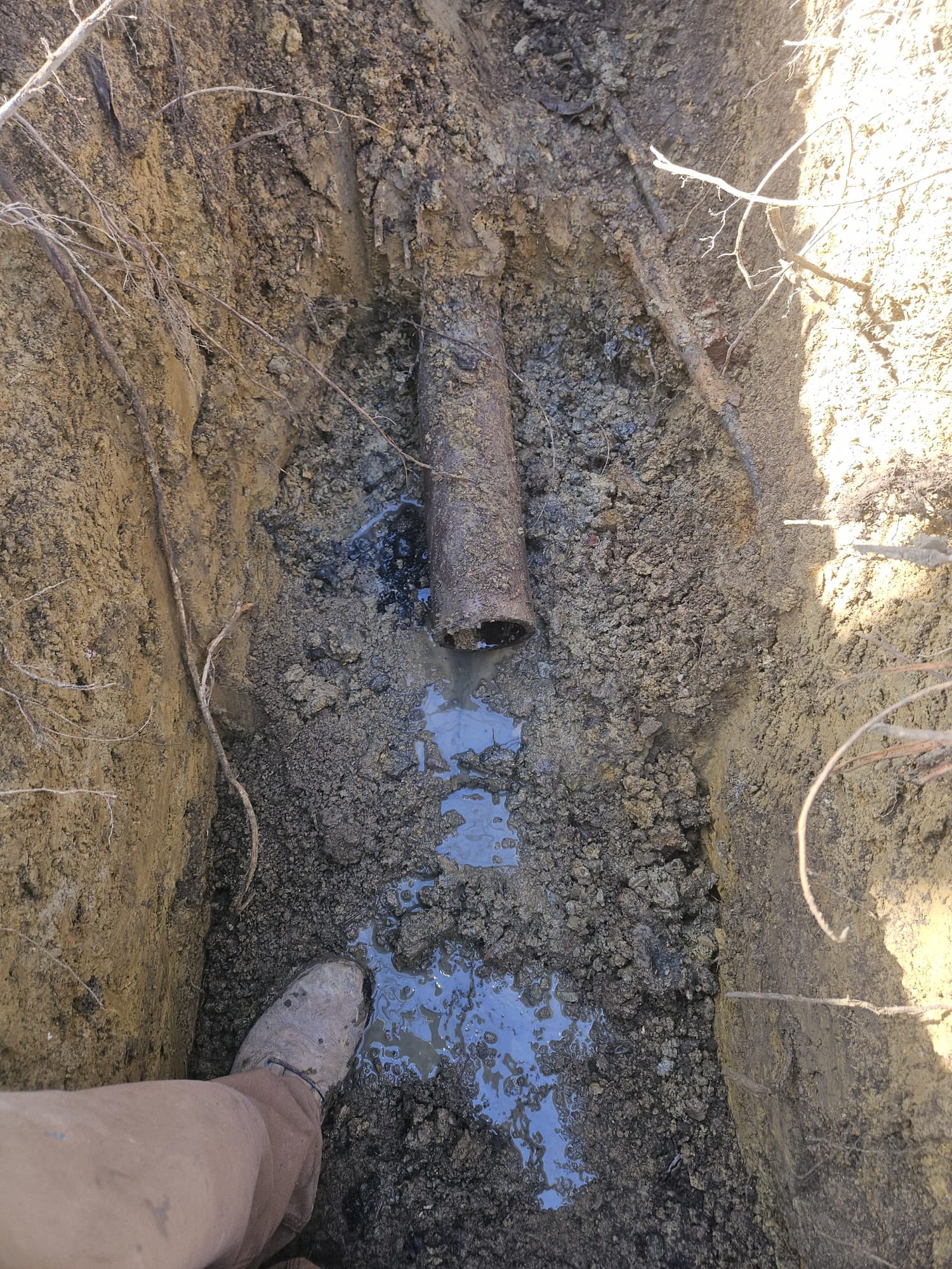 Broken underground clay pipe with root intrusion
